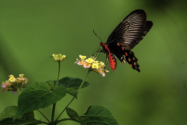 Butterfly: Common Rose  ।  আলতে  ।