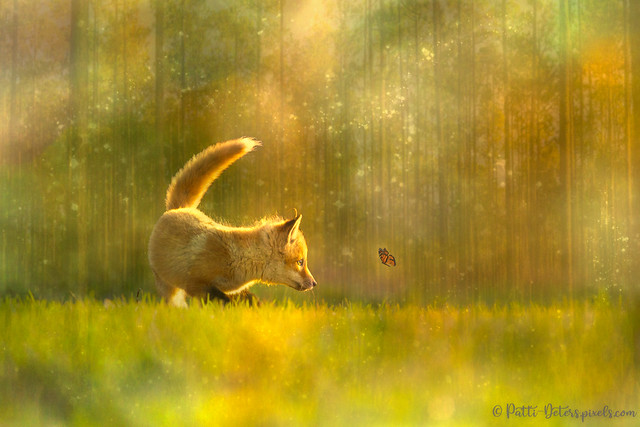 Forest Fox Kit with Butterfly