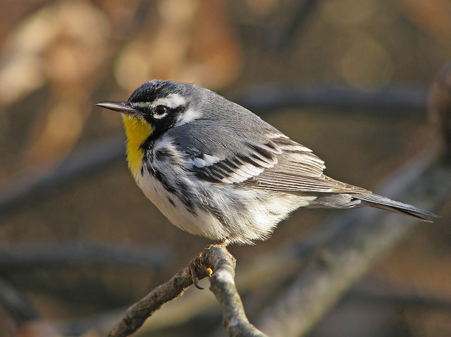 a New Year's Yellow-throated warbler