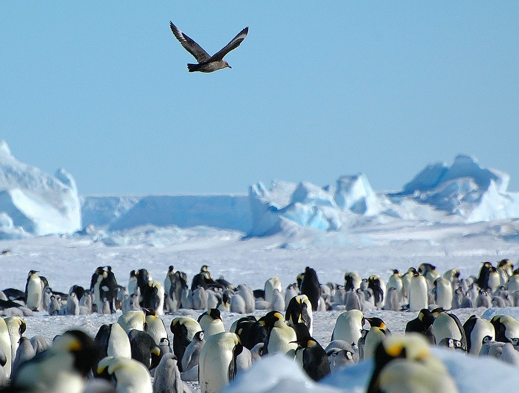 1280px-2007_Snow-Hill-Island_Luyten-De-Hauwere-Emperor-Penguin-76