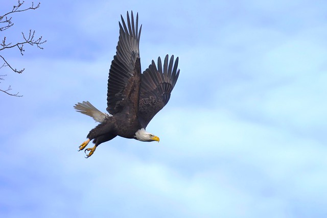 Bald Eagle takes flight