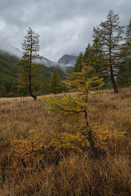 European larch trees dressed for autumn