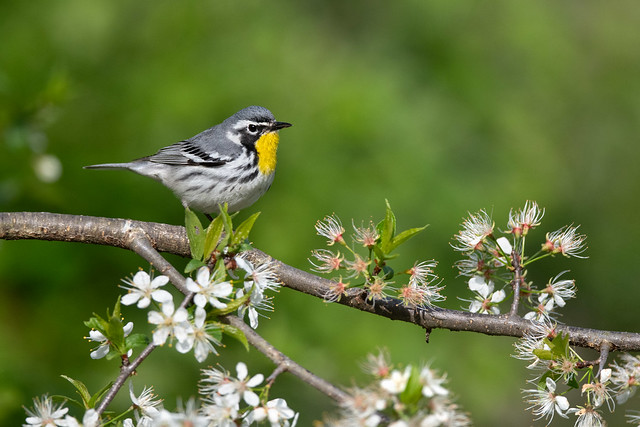 Yellow-throated Warbler - Southern Ohio