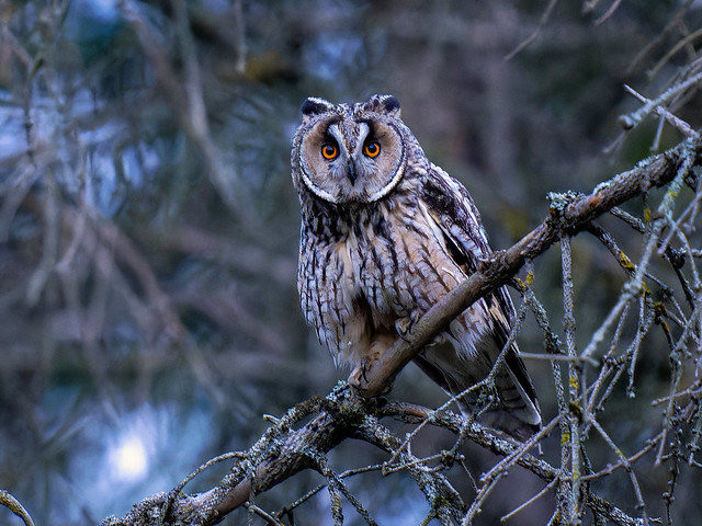 Hibou moyen-duc (Asio otus) Long-eared Owl
