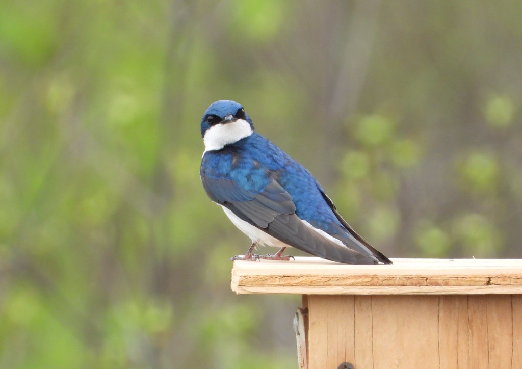 3759e tree swallow of happiness | It's a blue bird, just not… | Flickr