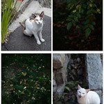 変容する膨大な記録のインスタレーション  「柊南天と枯葉」「猫と枯れ葉と柊南天」2月13日から開催　- 東京 両国・PICTORICO SHOP&GALLERY