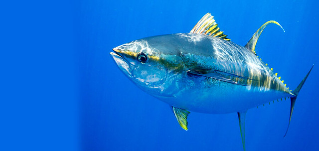 The Yellowfin Tuna