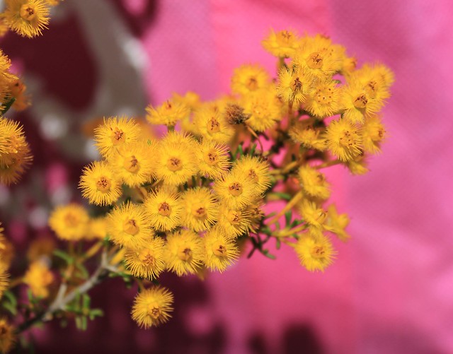 Yellow featherflower 1
