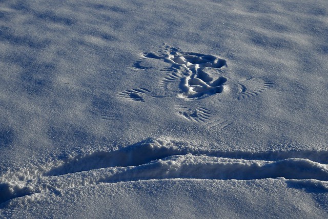 Magpie Landing Zone in Snow with Mule Deer Tracks