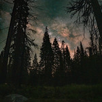 Sequoia Forest Pano Vertical panorama shot with the 35 mm lens. This is all about that blazing Milky Way, but if I had it to do over, I&#039;d have lit the foreground.

Shot in Sequoia National Forest.