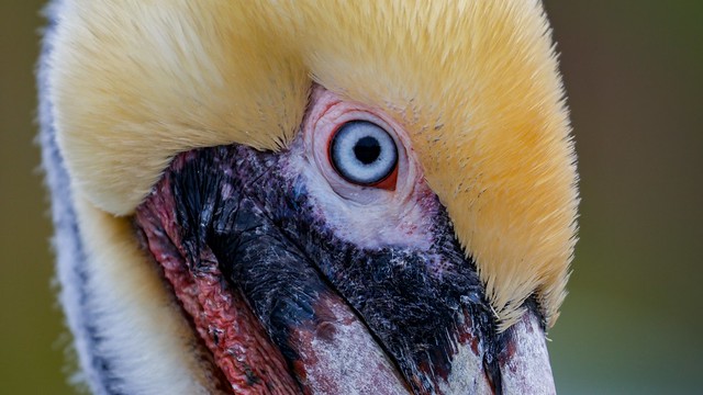 Brown Pelican Closeup