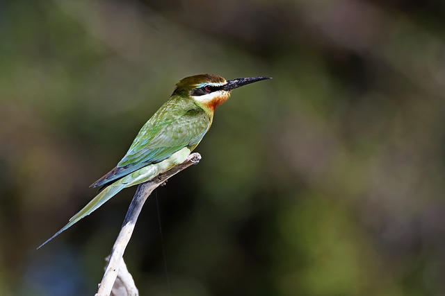 Olive bee-eater // Abelharuco-oliváceo
