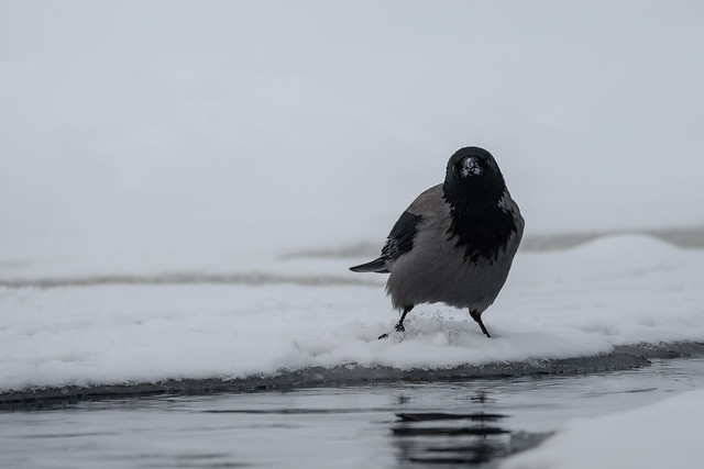 Hooded Crow drinking from Akerselva