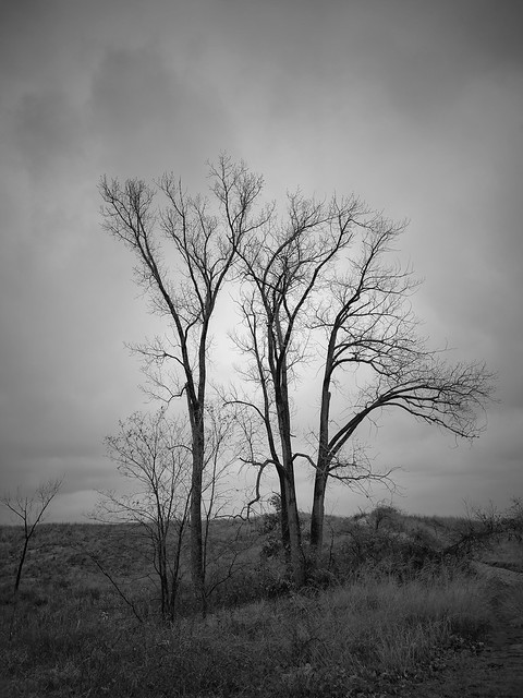 Trees in the dunes