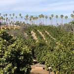 20231225T201947_01 Citrus groves and palm trees at California Citrus State Historic Park.
