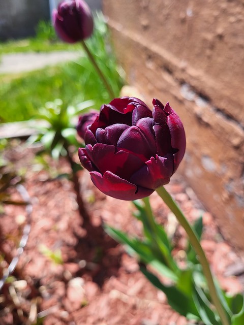 2023-05-25 Peony Tulips 1
