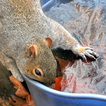DSC_0741 Grey Squirrel ~ Eastern Gray Squirrel ~ Sciurus carolinensis ~ Ecureuil gris ~ Getting a drink of frozen water ~ My yard in Sparta, New Jersey 