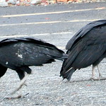 DSC_0770 American Black Vulture ~ Coragyps atratus ~ Urubu noir ~ on the road  in Sparta, New Jersey    