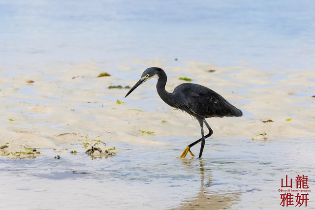 Little Egret (Egretta garzetta), formerly Dimorphic Egret (Egretta dimorpha)