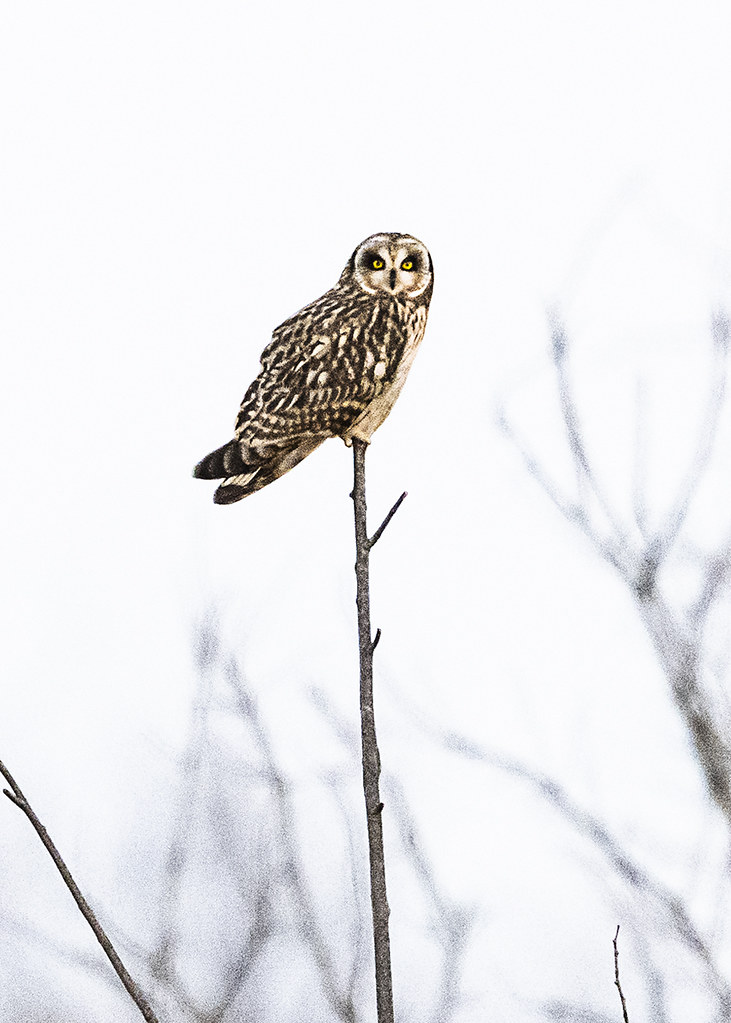 Short-eared Owl Sitting on a tree