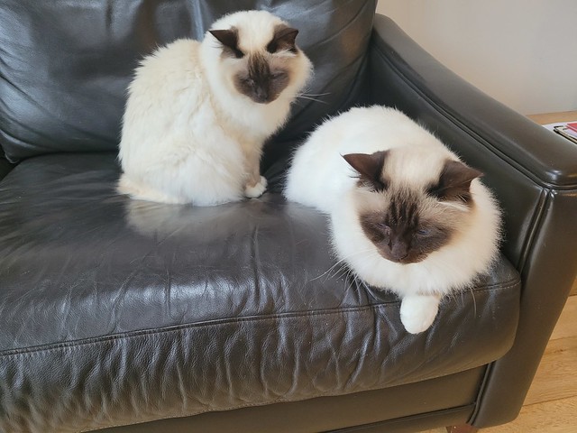 Sister's cats