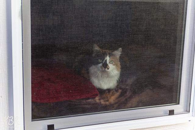 Cat in a Window