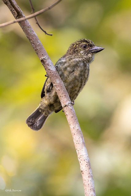 Speckled Tinkerbird Pogoniulus scolopaceus flavisquamatus