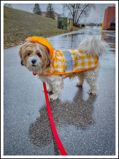 Bella Rosé in the rain...