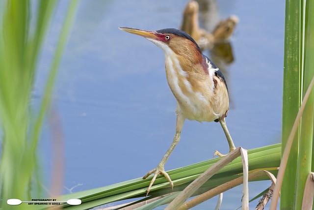 Least Bittern Perched On Reeds