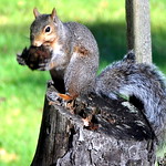 DSC_0279 Grey Squirrel ~ Eastern Gray Squirrel ~ Sciurus carolinensis ~ Ecureuil gris ~ My yard in Sparta, New Jersey.   
