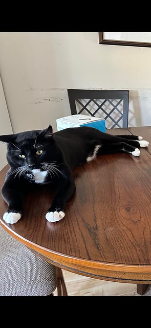 LOST black w/white chest & paws cat #CountryHIlls area since December 30  Contact 403-478-3486 if sighted/found Pls watch, share, help to locate TUX  YYC Pet Recovery Country Hills and surrounding Calgary Communities  Have you seen our cat, Tux? He’s blac