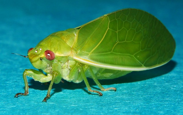 Male Whitsunday Lesser green Bladder cicada Cystosoma schmeltzii Cicadidae Mandalay rainforest Airlie Beach P1190510