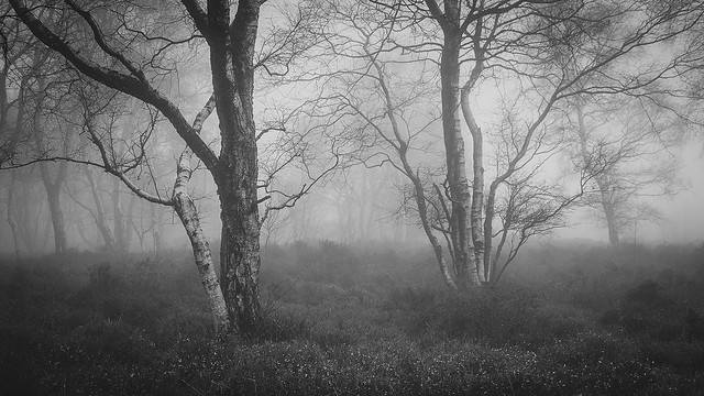 Birch and fog