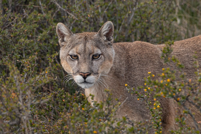 Puma. Parque Nacional de las Torres del Paine