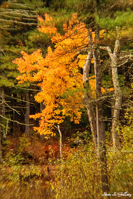 Autumn foliage in New England