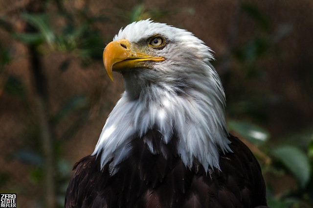 Eagle_Birds_Alaska Zoo_Bald Eagle_Anchoarge Alaska