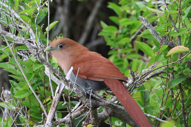Squirrel Cuckoo - Birdwatching at Atelier Playa Mujeres, December 22nd-27th, 2023 (Cancún, Quintana Roo, México) - 360/2023  198/P365Year16  5676/P365all-time – (December 26, 2023)