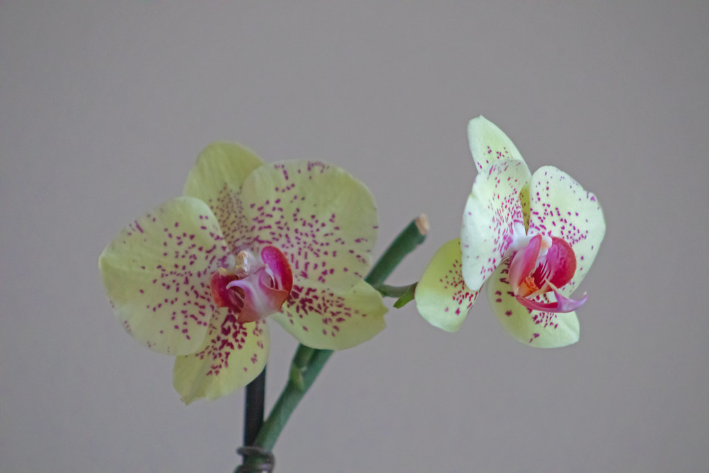 Two Orchid