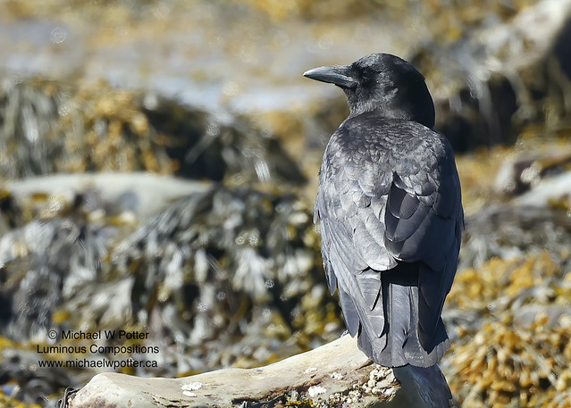 American Crow among seaweed