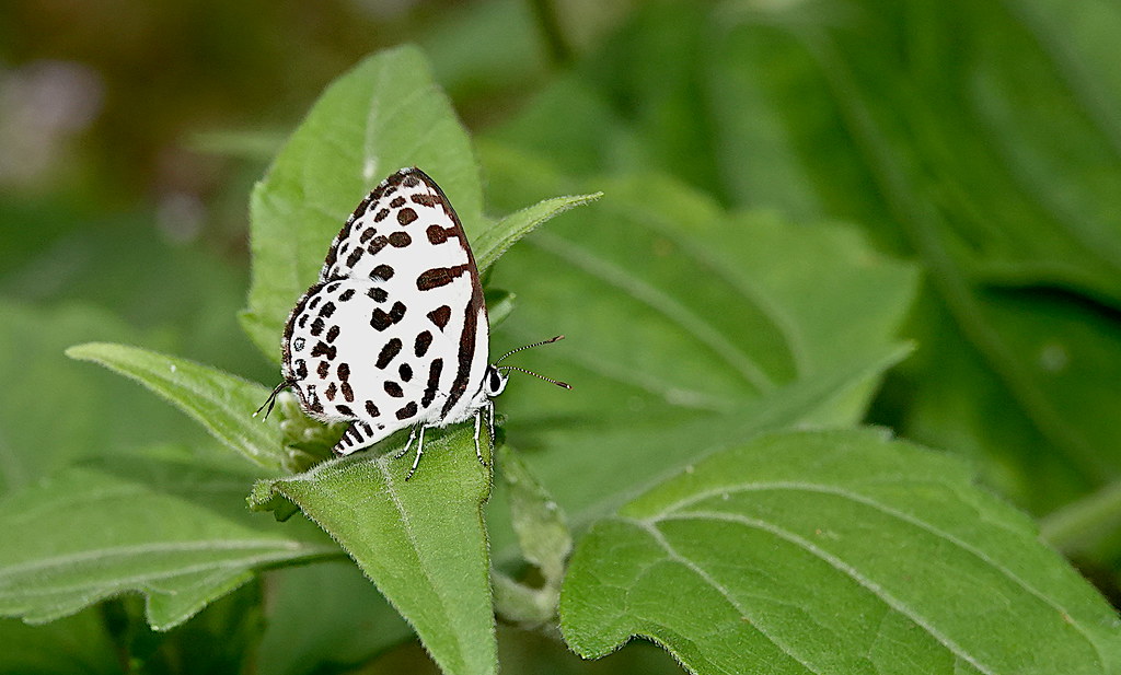 Common Pierrot Butterfly (Castalius rosimon) ©