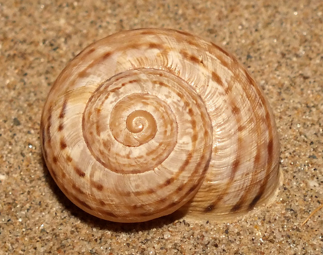 Helicid land snail (Tartessiberus cilbanus)