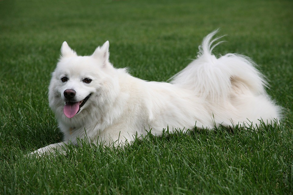 The Incredible Adaptability of the Eskimo Dog: A Look at Their Unique Breeding and Survival Skills