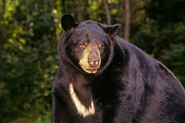 The Largest Black Bear I Have Ever Photographed -   I Posted Two Other Closeup Portrait Shots Of Him Earlier