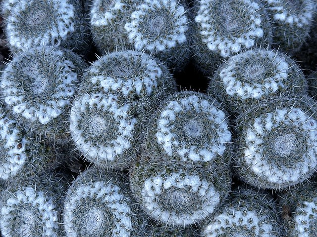 Owl Eye Pincushion Cactus