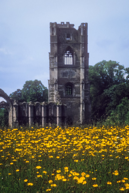 Remains of Fountains Abbey in a field of golden wildflowers 2000, film, North Yorkshire, England