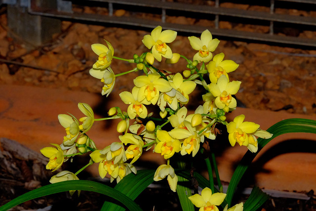 George Brown Darwin Botanic Gardens - Darwin, NT, Australia - Yellow Spathoglottis (Ground Orchid)