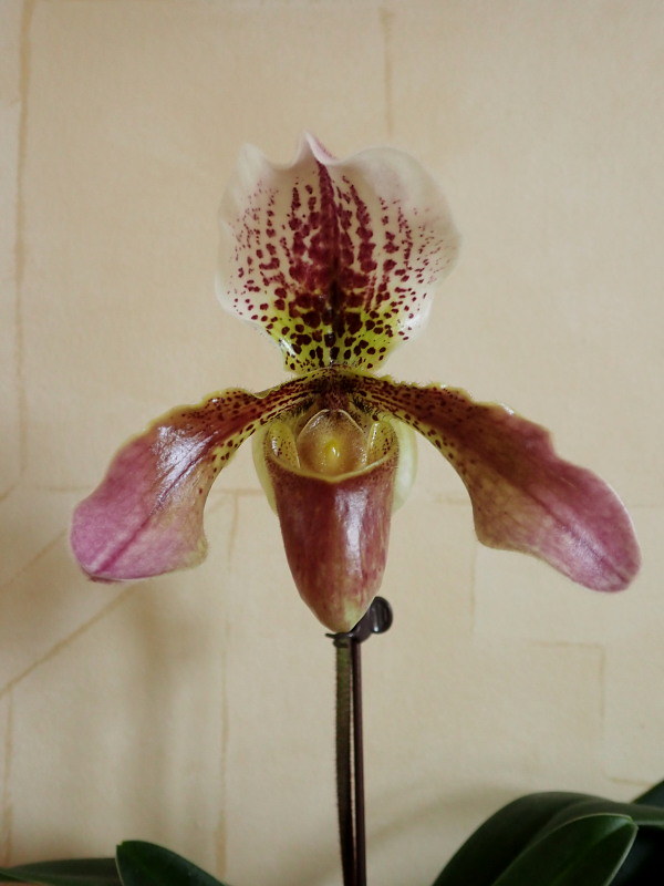 joyeux noel à tous - Les orchidées chez Cloo en 2024 53437231642_1a80ab7aa6_c