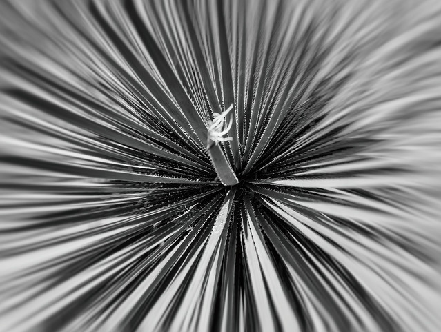 Zooming out on a palm leaf