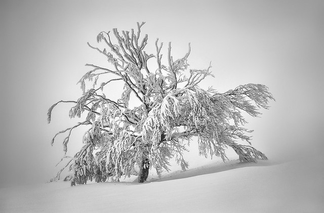Frozen Trees II