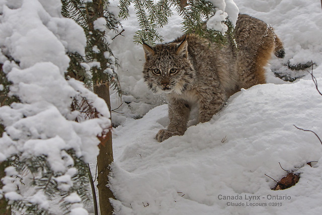 Young_Lynx_WEB2_9504